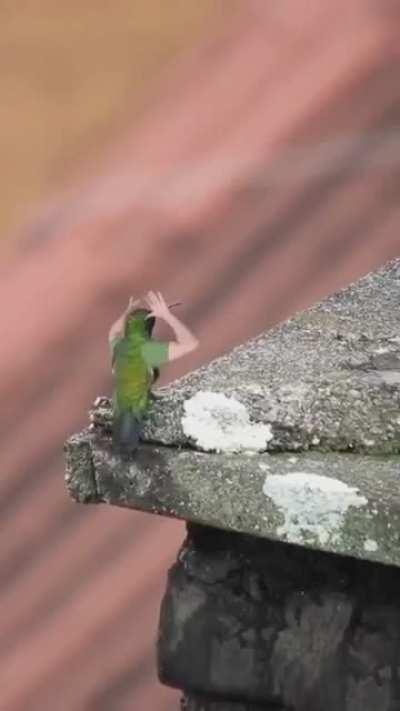 If birds had hands.