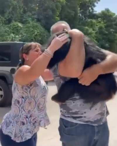 This chimp was born with broken ribs, had pneumonia and was abandoned by his own mother. This couple raised him and showed him love. This is how he reacts whenever he sees them now!