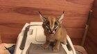 Apparently Caracal kittens sound like laser beams.