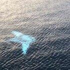 🔥 Rare Albino Manta Ray 🔥