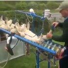 Conveyor table for more humanely vaccinating lambs