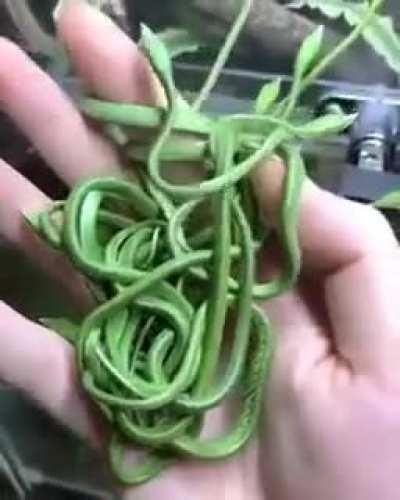 🔥 A handful of baby vine snakes