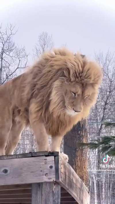 This is one beautiful lion