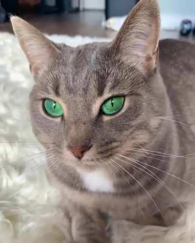 Cat with intense gaze, stunning green eyes