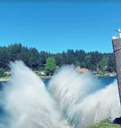 Falling tree hits the water