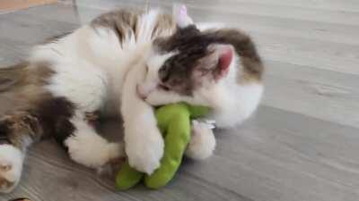 Our toothless little guy seems to enjoy his new catnip toy :)