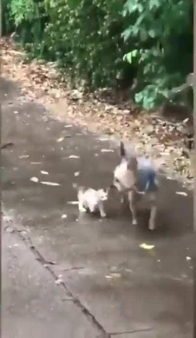 Yorkie brings stray kitten home