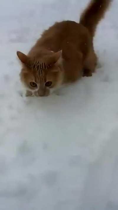 Cat and dog playing in the snow. Dog wins.