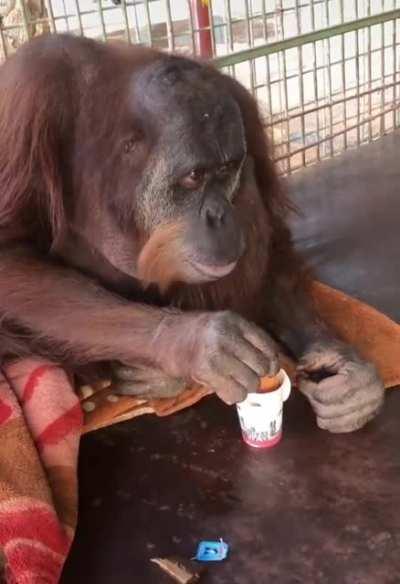 Orangutan dipping his bread in tea.