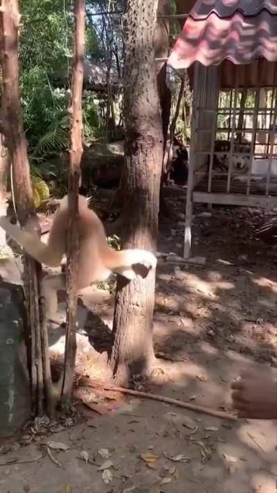 Taunting a primate