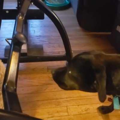 Deaf pup Taz vs Teeter - Round 2 [OC]