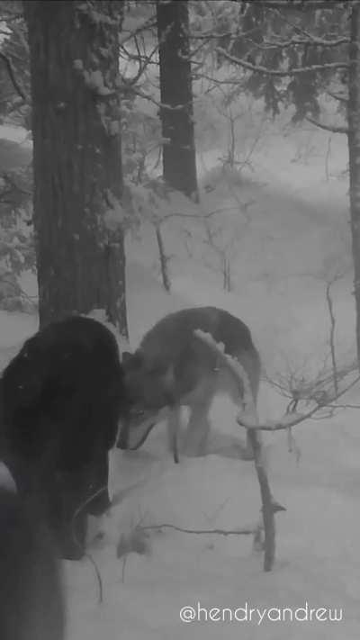 🔥 Wolf pack caught on trailcam in the forests of BC, Canada