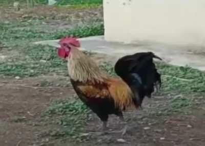 This Rooster blackouts when it screams for a long time