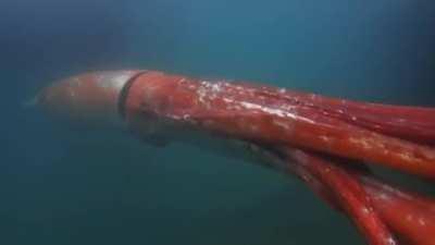 Giant Squid that appeared in Tokyo Bay in 2015