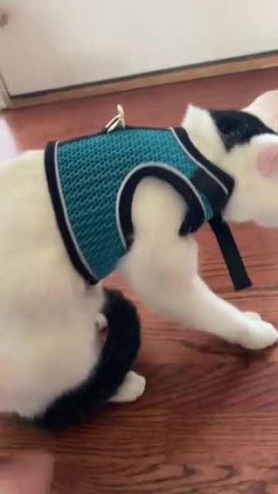 (OC) Bean’s not crazy about his harness