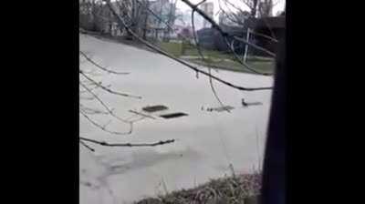 Man helps ducklings after they fell in drain