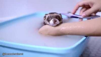 A baby ferret getting its little bath <3