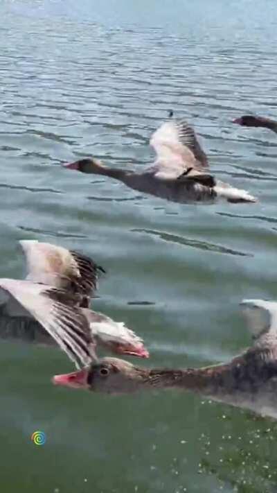 These geese. Flying past a speed boat.