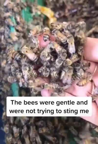 Removing bees from a compost bin.