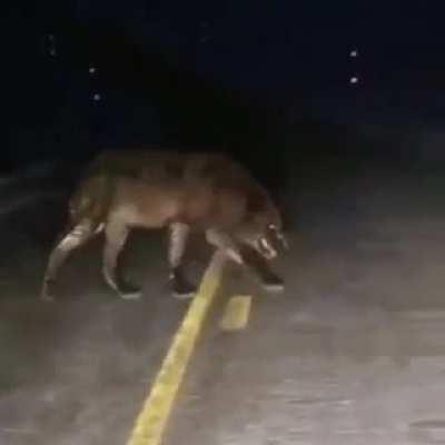 🔥 Massive wolf emerges from the darkness