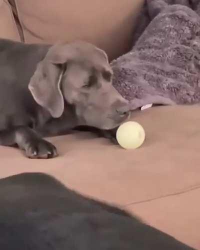 When no-one is interested to throw the ball