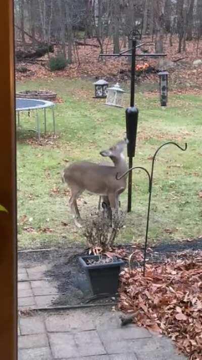 What kind of bird is this?