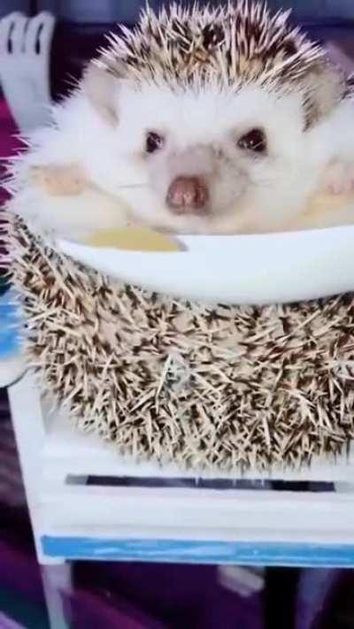 Super Adorable hedgehog .