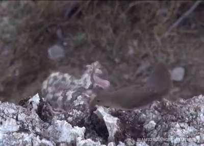 🔥 The first recording of a spider tail viper hunting a bird using its tail as bait..