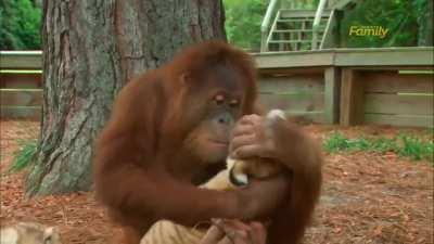 Orangutan babysits tigers