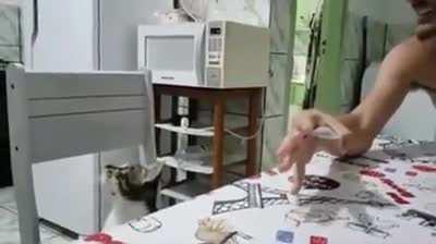 Little cat bamboozled by hooman magic tricks.