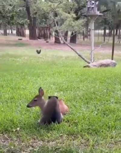 Raccoon becomes friends with a baby deer