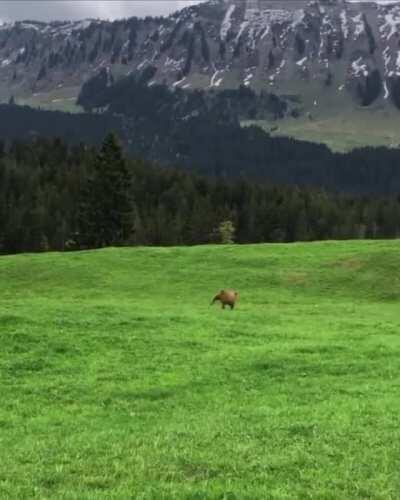 Little cow zoomies