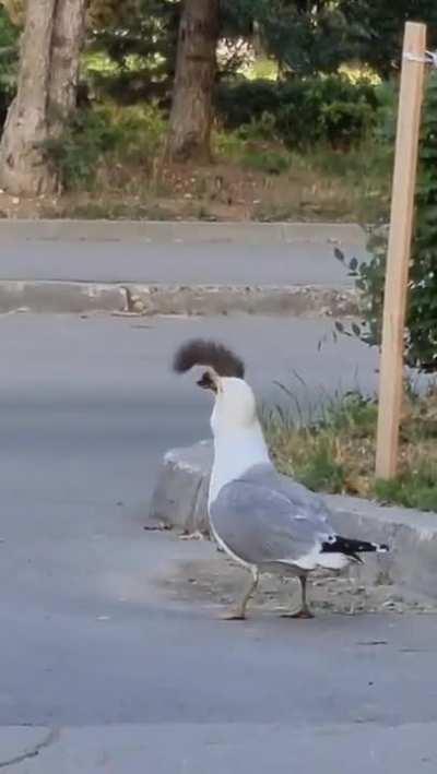 Seagull eats squirrel and flies off