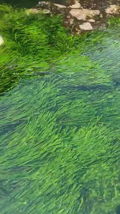 Sea grass moving with the tide