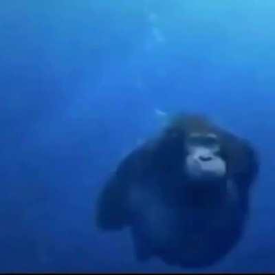 Ape swims in water for banana