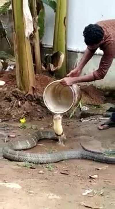 Man in India cools off a king cobra on a hot Sunny day