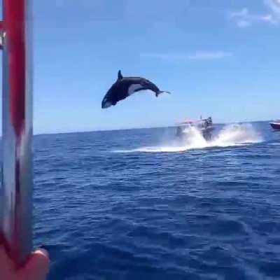 Orca's stunning leap during dramatic dolphin hunt.