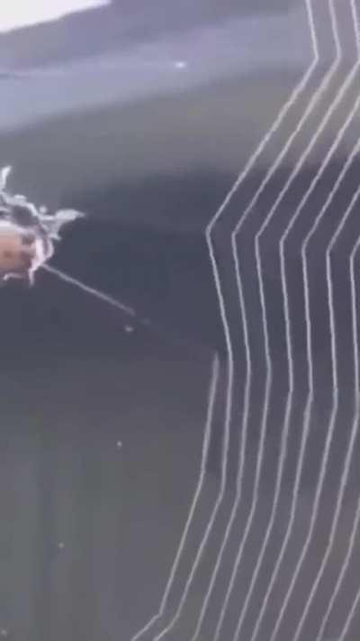 A spider weaving it's web