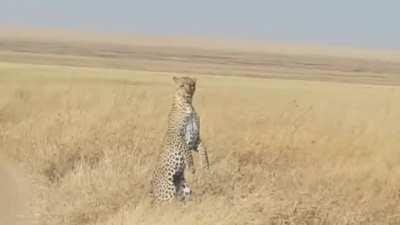 Leopards can stand on their back legs to see farther when there are no available vantage points to climb.