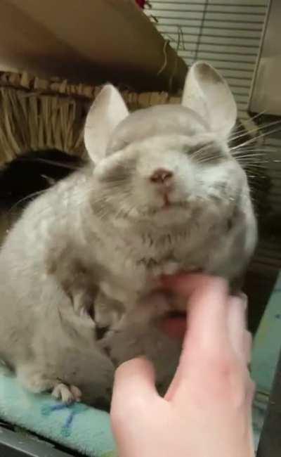 Irresistible scritches!