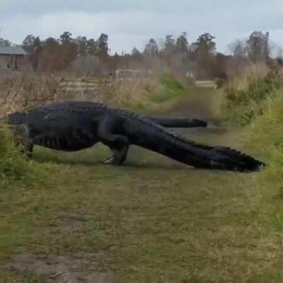 🔥 Why did the crocodile cross the road? To catch the chicken.