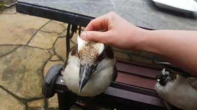 The laughing kookaburra is one of four species of kookaburra native to Australia, and it is a member of the kingfisher subfamily. The bird's 