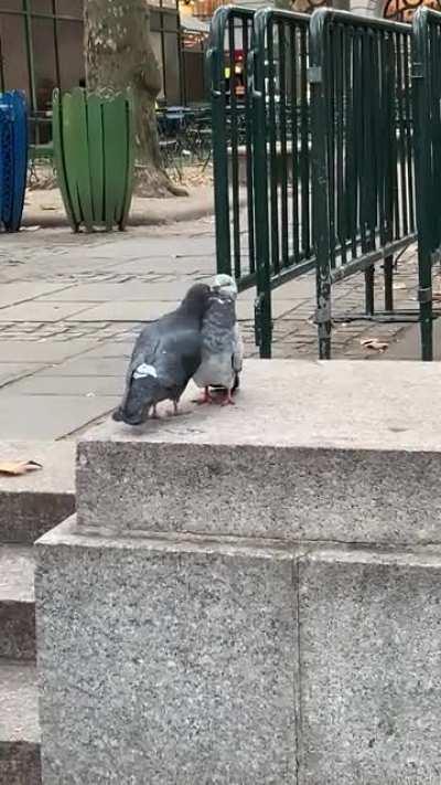 These pigeons display an entire relationship cycle in 42 seconds.