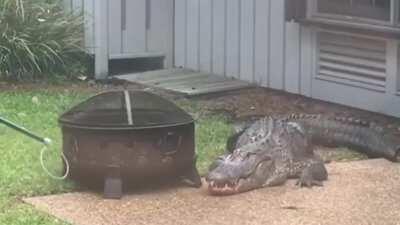 Rescue of a crocodile