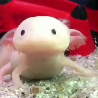 The incredible reflexes of the axolotl