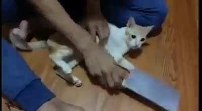 How to cut a kitty's nails...