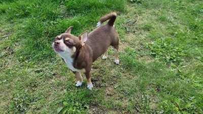 A chihuahua and a harmonica