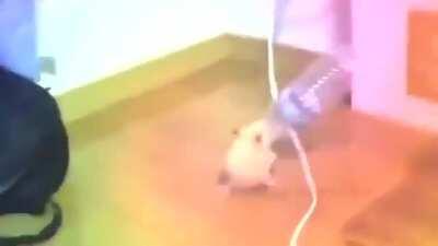 techno hamster