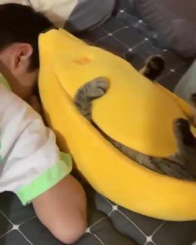 Banana + cat