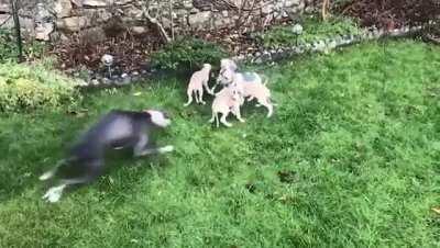 Mother whippet excited to play with new puppies.